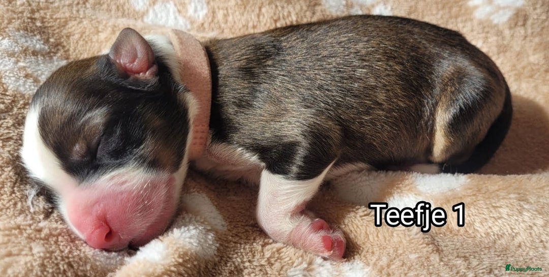 Australian Shepherd honden te koop: Australian Shepherd puppies geboren!  - Afbeelding 10