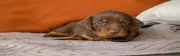 Teckel (korthaar)  honden te koop: Prachtige korthaar dwergteckel pups - Advertentie 3