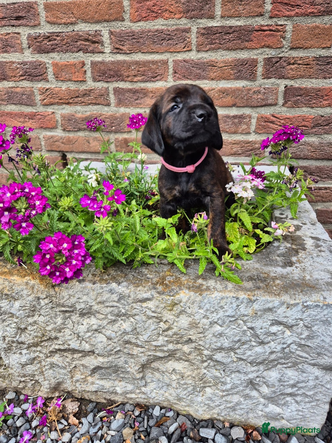 Labrador Retriever honden te koop: Knappe labrador x beierse bergzweethond mix - Afbeelding 9
