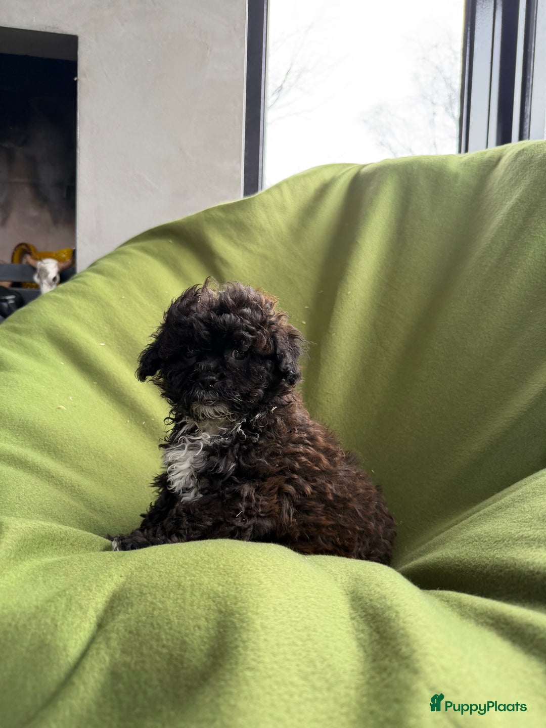 Maltipoo honden te koop: Maltipoo (Maltezer x Toy poedel) pups - Advertentie 11