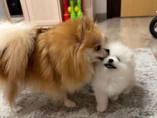 Pomeriaan honden Pomeranian puppy - Advertentie 1