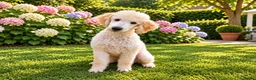 Labradoodle honden te koop: Labradoodle pups | DNA-geteste ouderdieren - Advertentie 19