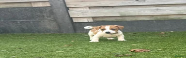 Jack Russel Terriër 2