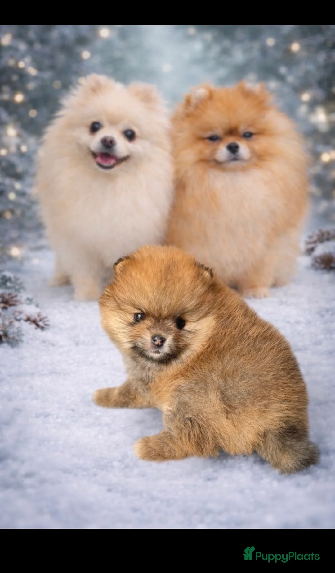 Pomeriaan honden te koop: Pomeriaan . Nog een pup beschikbaar .  - Advertentie 1