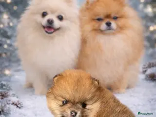 Pomeriaan honden Pomeriaan . Nog een pup beschikbaar . - Advertentie 4