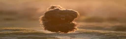 Kruising honden ter dekking: Boompoo dekreu  - Advertentie 2