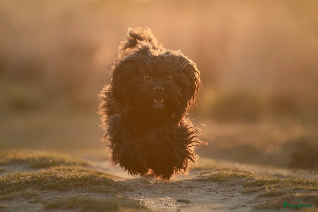 Kruising honden ter dekking: Boompoo dekreu  - Advertentie 2