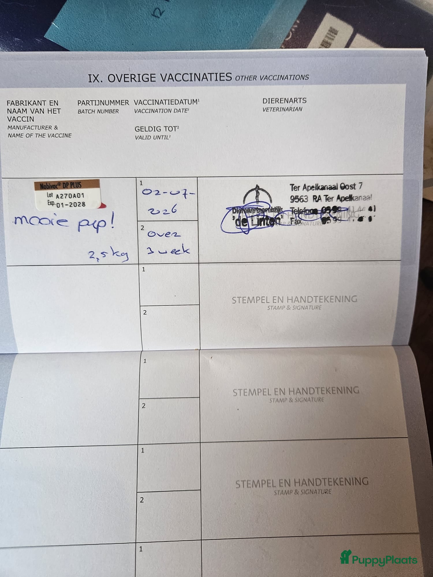 Kruising honden Te koop Doberman × pups - Advertentie 2