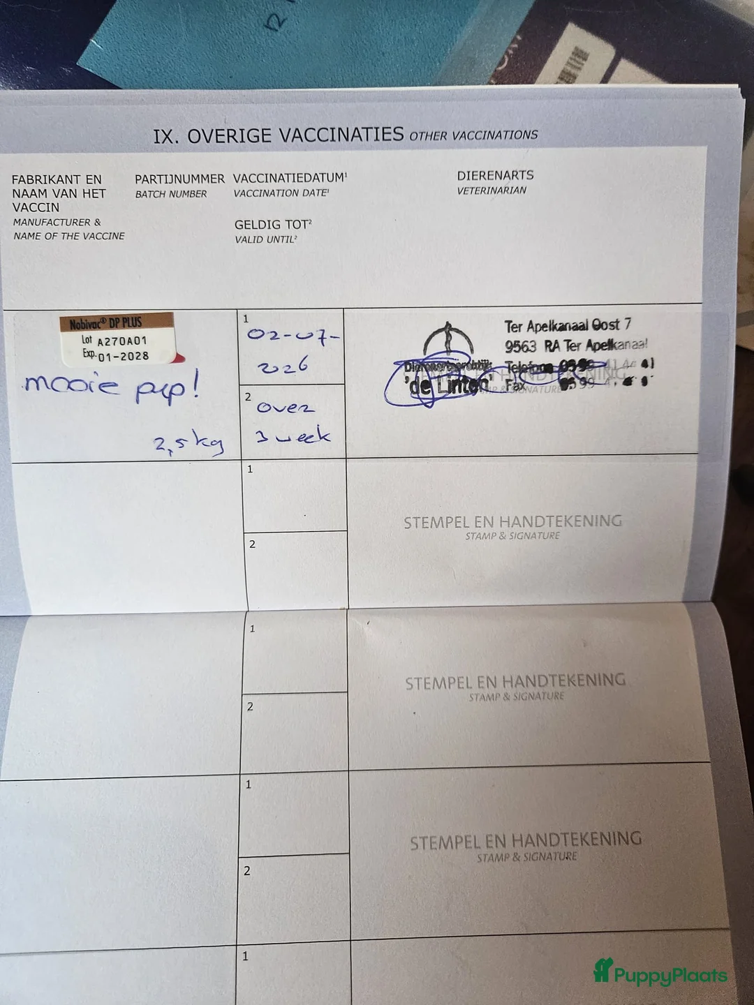 Kruising honden te koop: Te koop Doberman × pups - Advertentie 2