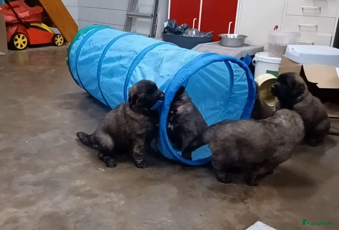 Galerij afbeelding {{count}}