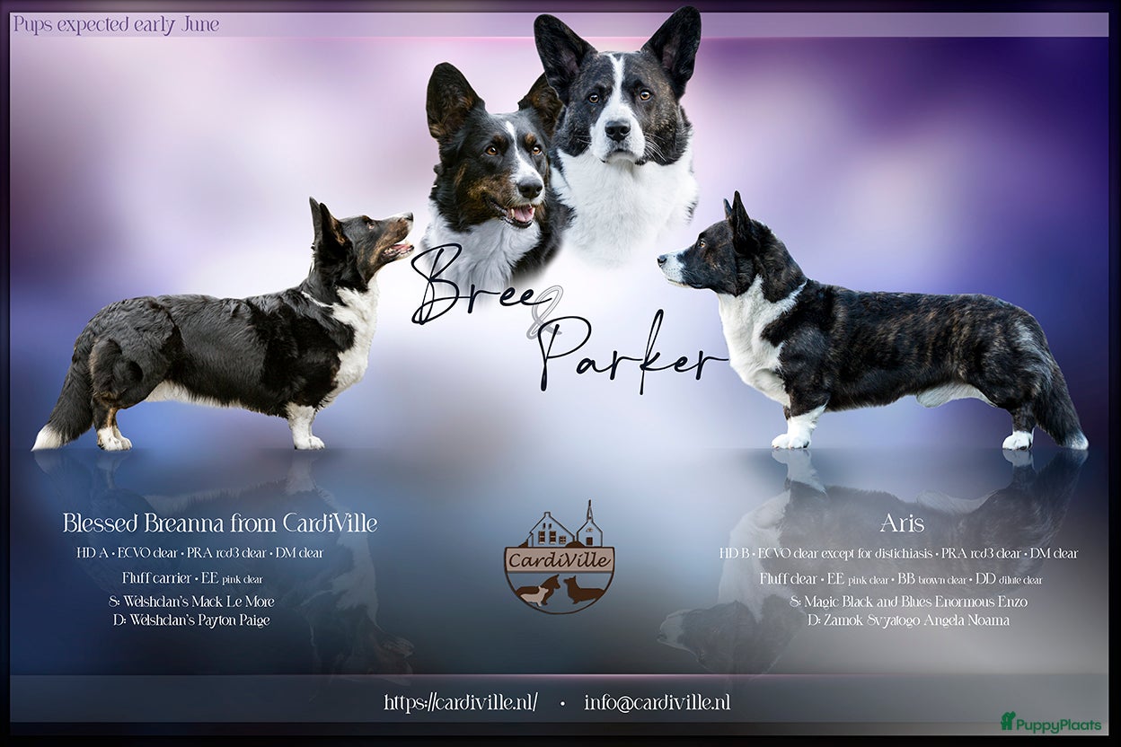 Welsh Corgi Cardigan honden te koop: Cardigan Welsh Corgi pups in Wilhelminaoord - Advertentie 2