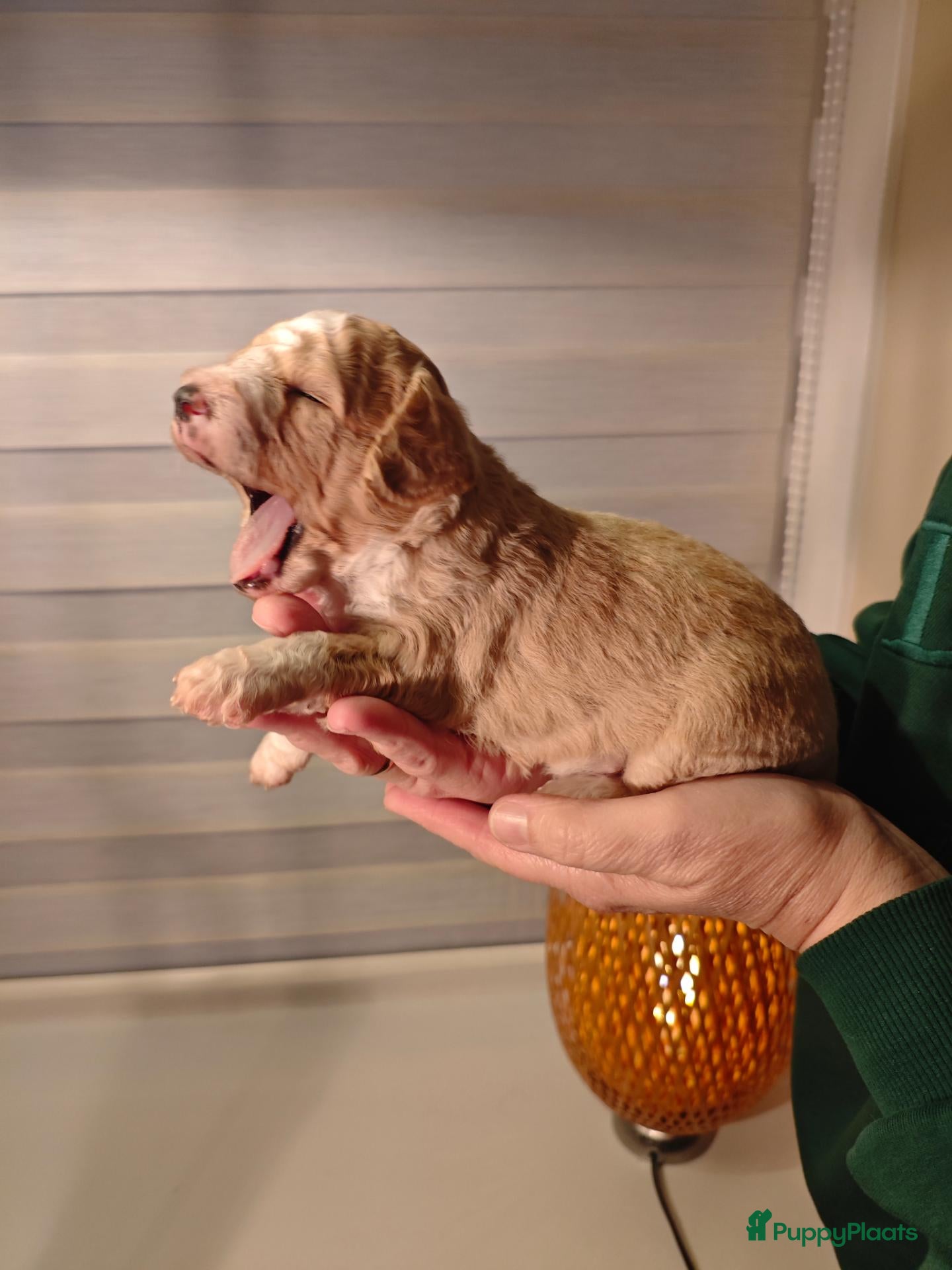 Maltipoo honden te koop: Maltipoo pups  - Advertentie 1