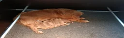 Nova Scotia Duck Tolling Retriever honden te koop: Nova Scotia Duck Tolling Retriever pups # Toller - Advertentie 29