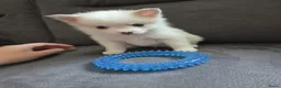 Pomsky honden te koop: Pomeriaan pomsky pups - Advertentie 6