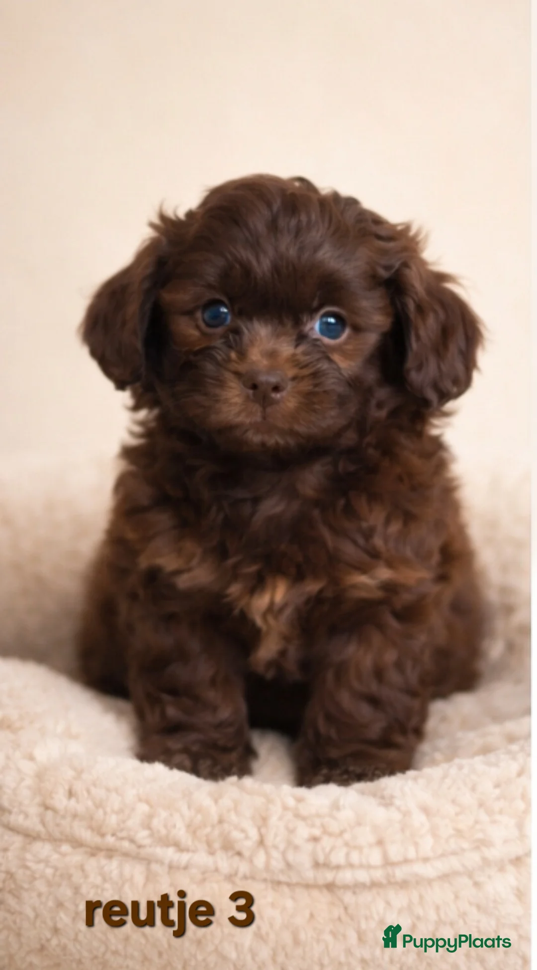 Boomer honden te koop: Prachtige CHOCO ! en CHOCO BONT ! boomer pups. - Advertentie 13