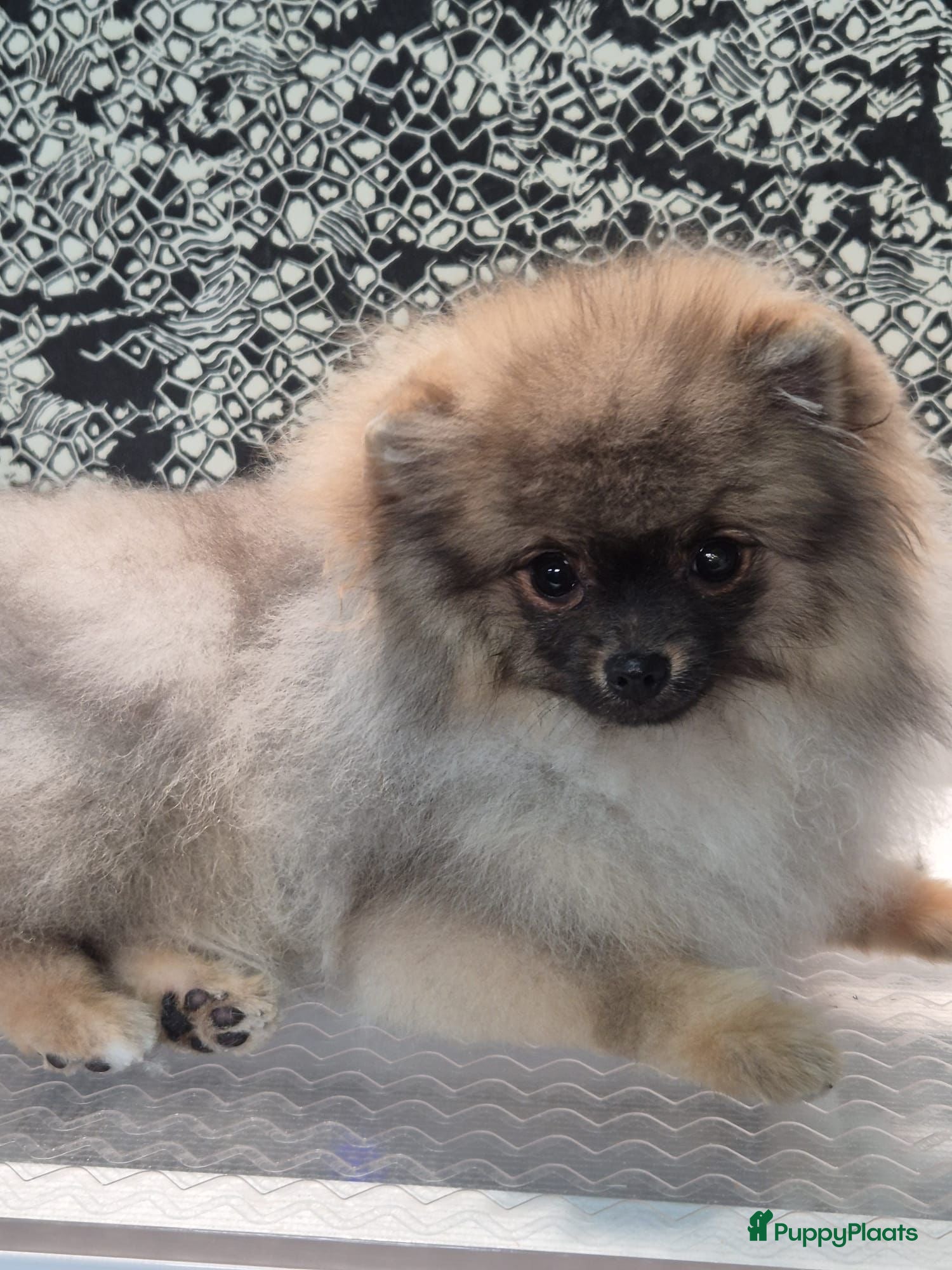 Pomeriaan honden Mikkie  Pomeranian  - Advertentie 1