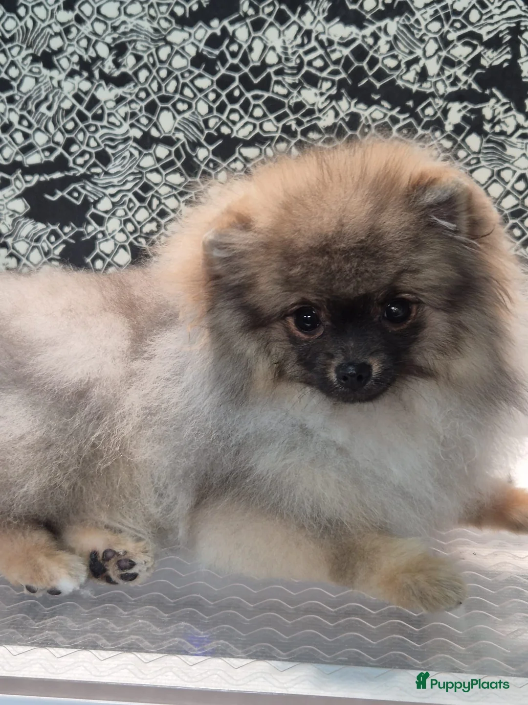 Pomeriaan honden te koop: Mikkie  Pomeranian  - Advertentie 1