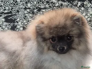Pomeriaan honden Mikkie Pomeranian - Advertentie 1