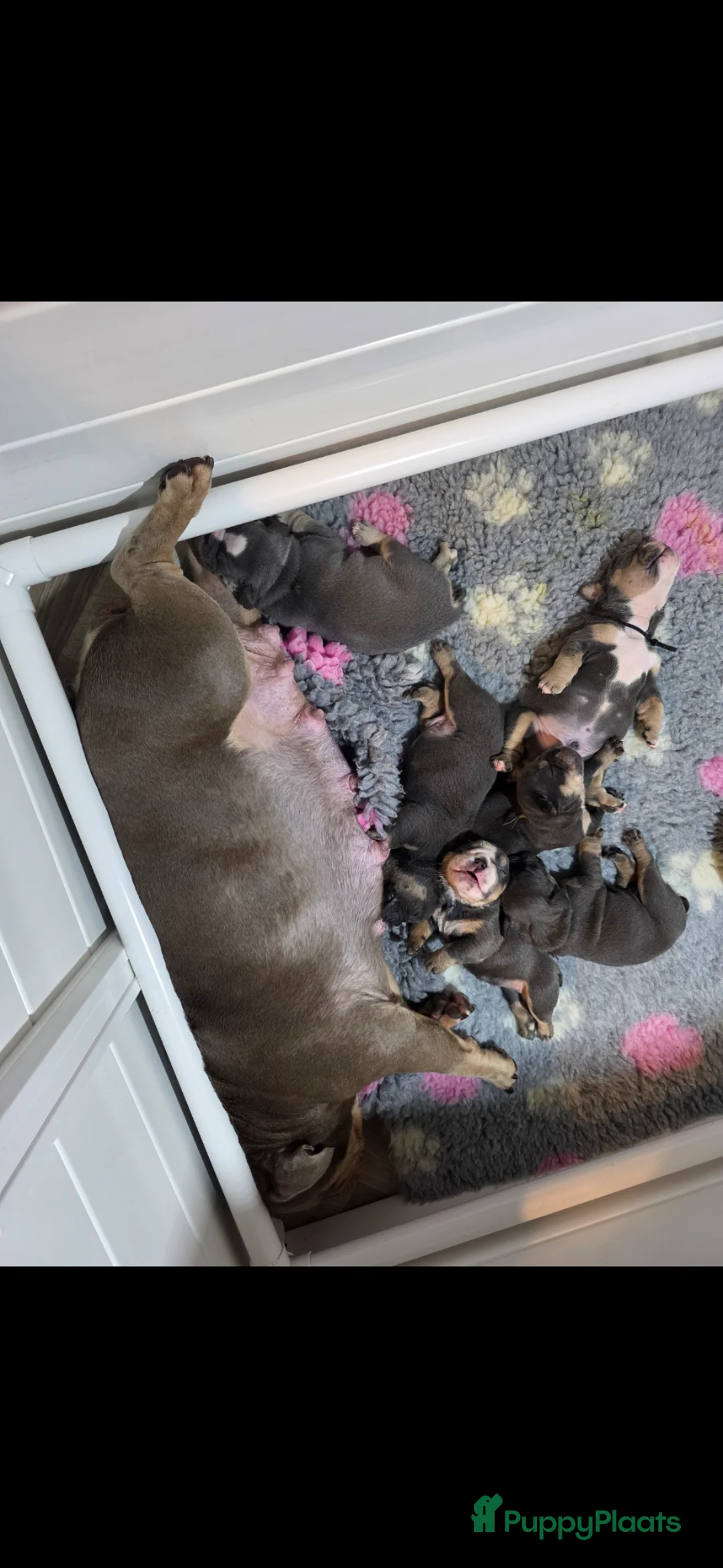 Engelse Bulldog honden te koop: Prachtige New english bulldog reutjes DJC Bulldog  - Advertentie 2