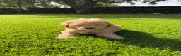 Maltipoo honden te koop: Maltipoo (Maltezer x Toy Poedel) pups - Advertentie 14