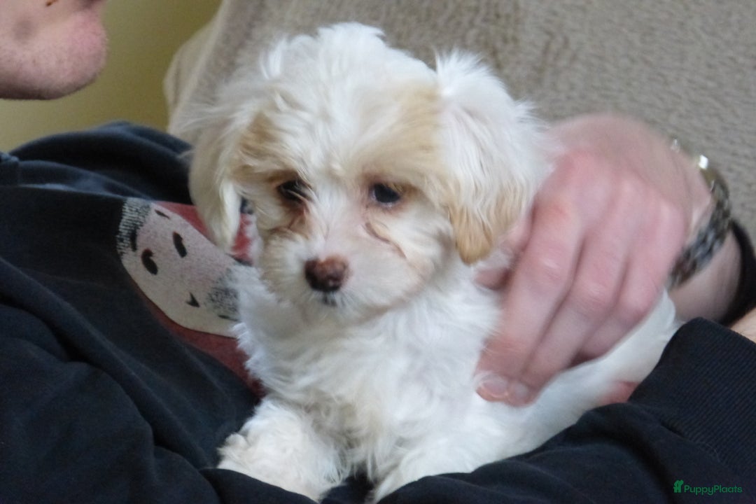 Maltipoo honden te koop: Maltipoo teefje - Advertentie 8