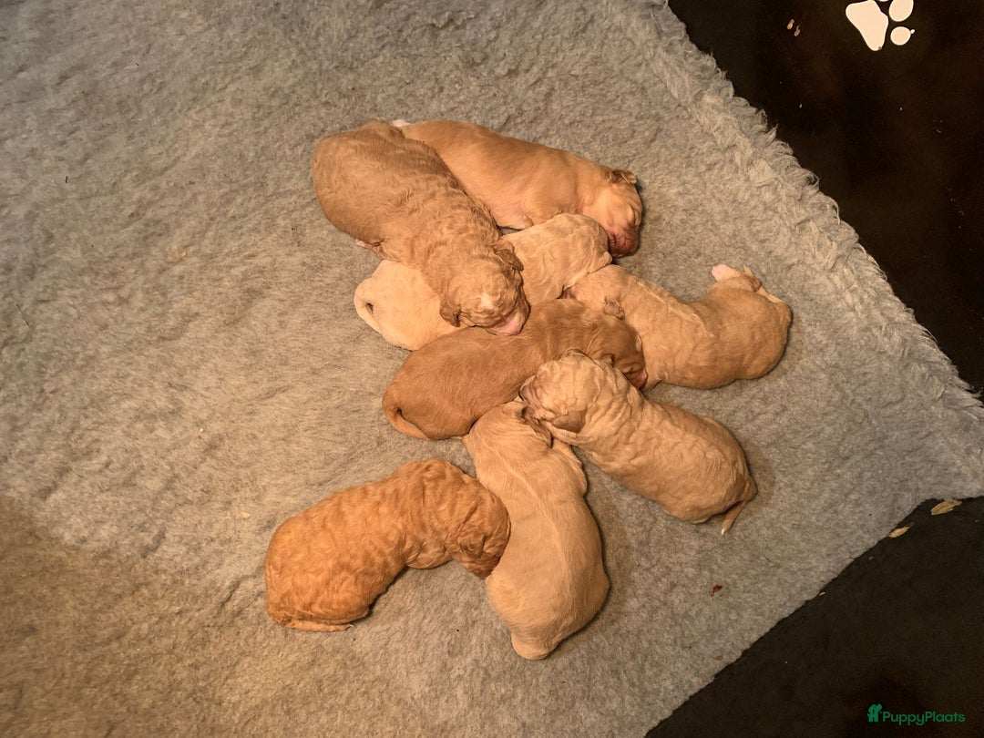 Kruising honden te koop: Goldendoodle Medium Pups Geboren - Advertentie 20