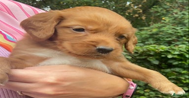 Kruising honden - Advertentie 3