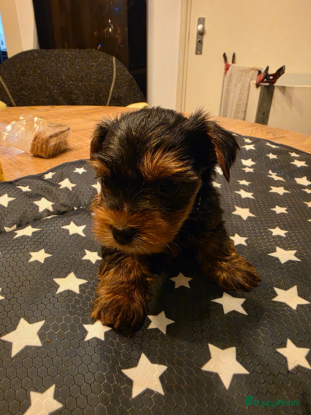 Yorkshire Terriër honden te koop: Yorkshire terrier pups  - Advertentie 4