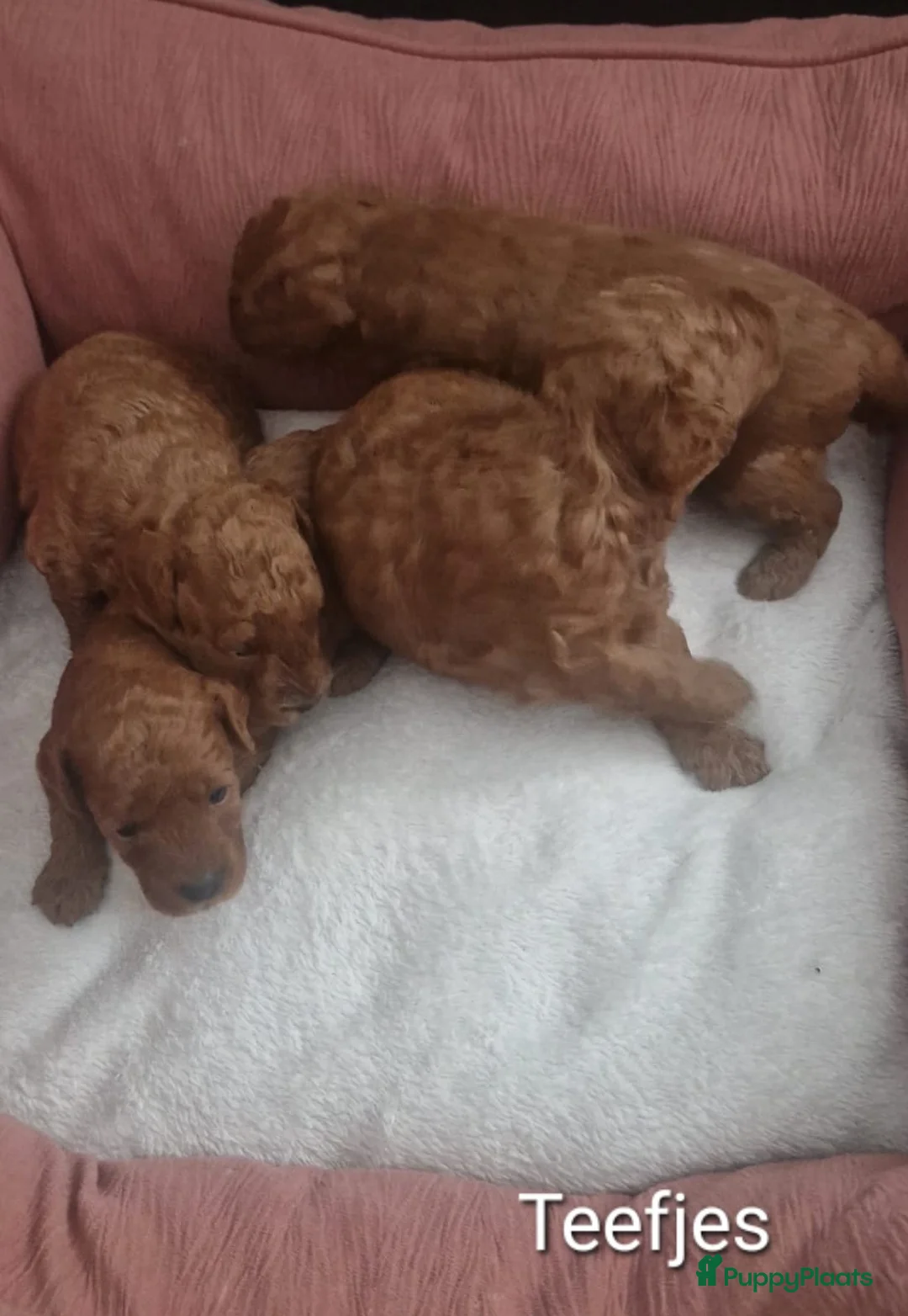 Dwergpoedel honden te koop: Rode dwerpoedels in Helmond - Advertentie 12