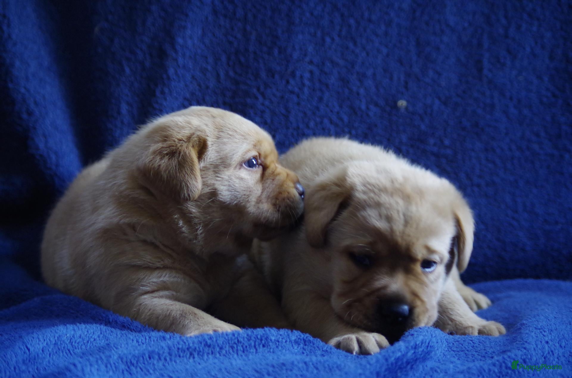 Labrador Retriever honden donkergeel/foxred labrador reutje - Advertentie 1