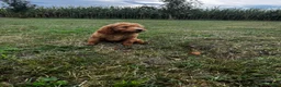 Labradoodle honden te koop: Labradoodle pups - Advertentie 4