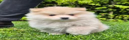 Kruising honden te koop: Pomsky x shiba inu (1/4) pups - Advertentie 12