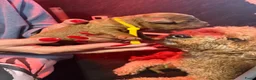Kruising honden te koop: 3 prachtige rode dwerg / Toy poedel teefjes  - Advertentie 6
