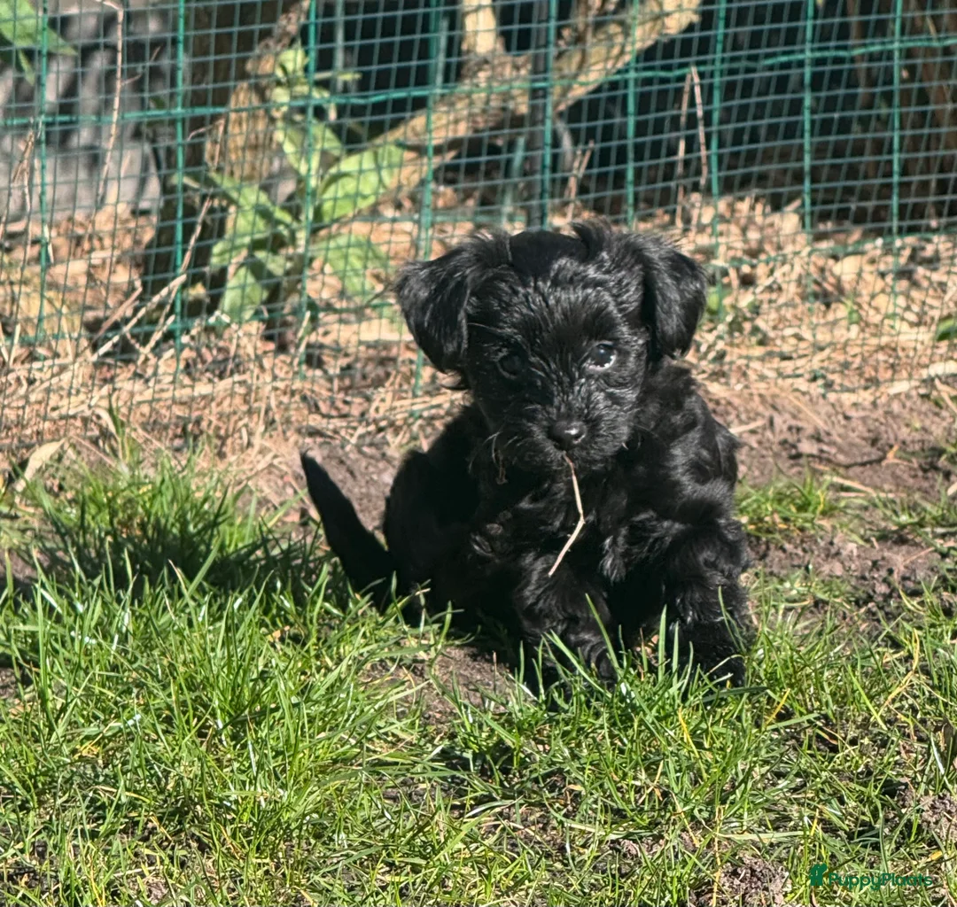 Yorkshire Terriër honden te koop: Yorkshire puppy's kruising te koop - Advertentie 8