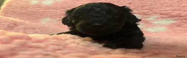 Doxiepoo zwart teefje