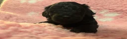 Kruising honden te koop: Doxiepoo zwart teefje  - Advertentie 2