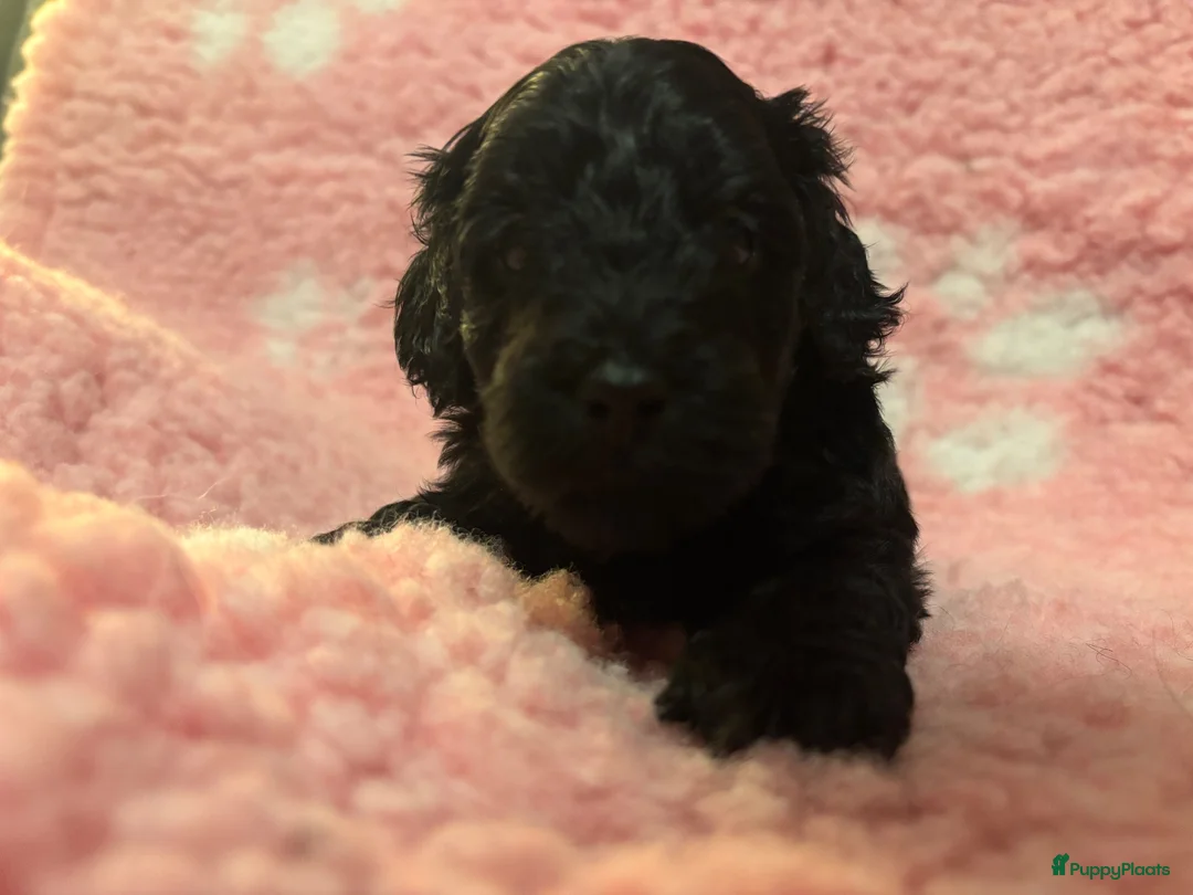 Kruising honden te koop: Doxiepoo zwart teefje  - Advertentie 2
