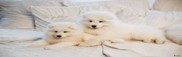 Samojeed honden te koop: Samojeed pup - Advertentie 2