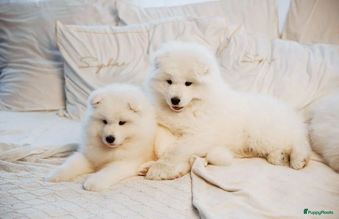 Samojeed honden te koop: Samojeed pup - Advertentie 2