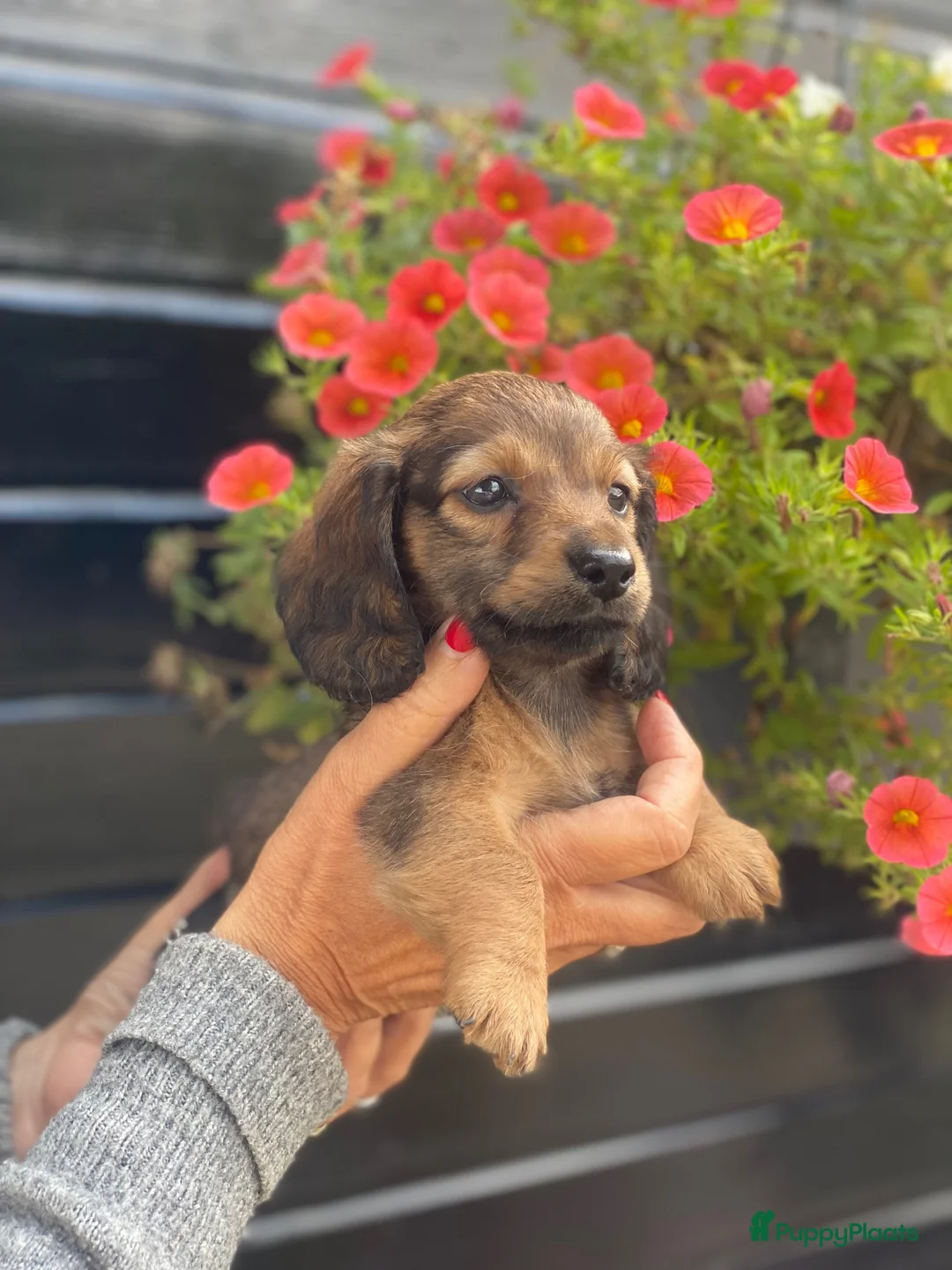 Teckel (langhaar) honden te koop: Langharige teckel pups - Advertentie 2