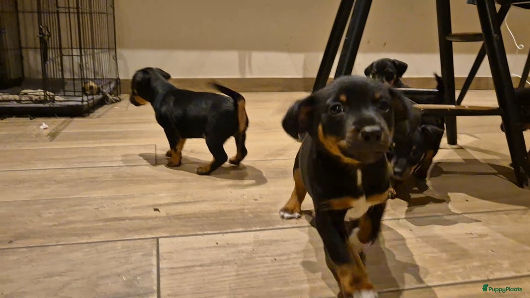 Jack Russel Terriër honden te koop: JACK RUSSEL PUPS - Advertentie 24