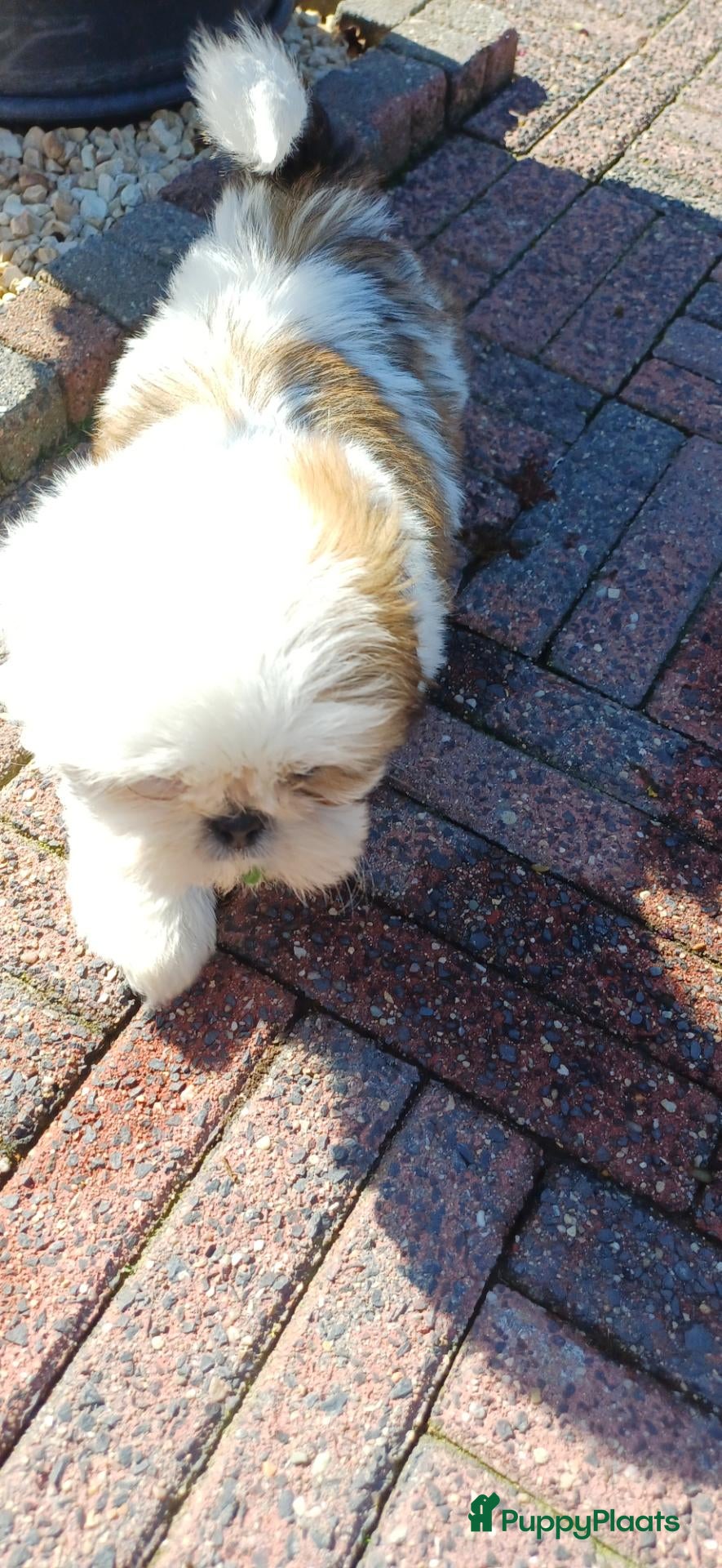 Shih Tzu honden Lieve leuke raszuiver shih tzu pups - Advertentie 1