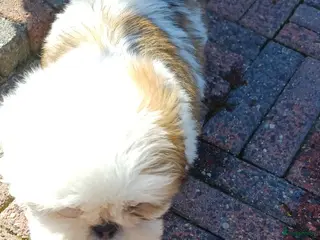 Shih Tzu honden Lieve leuke raszuiver shih tzu pups - Advertentie 5
