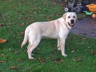 Labrador Retriever honden Staat ter dekking onze Sun.. (reu met papieren) - Advertentie 1