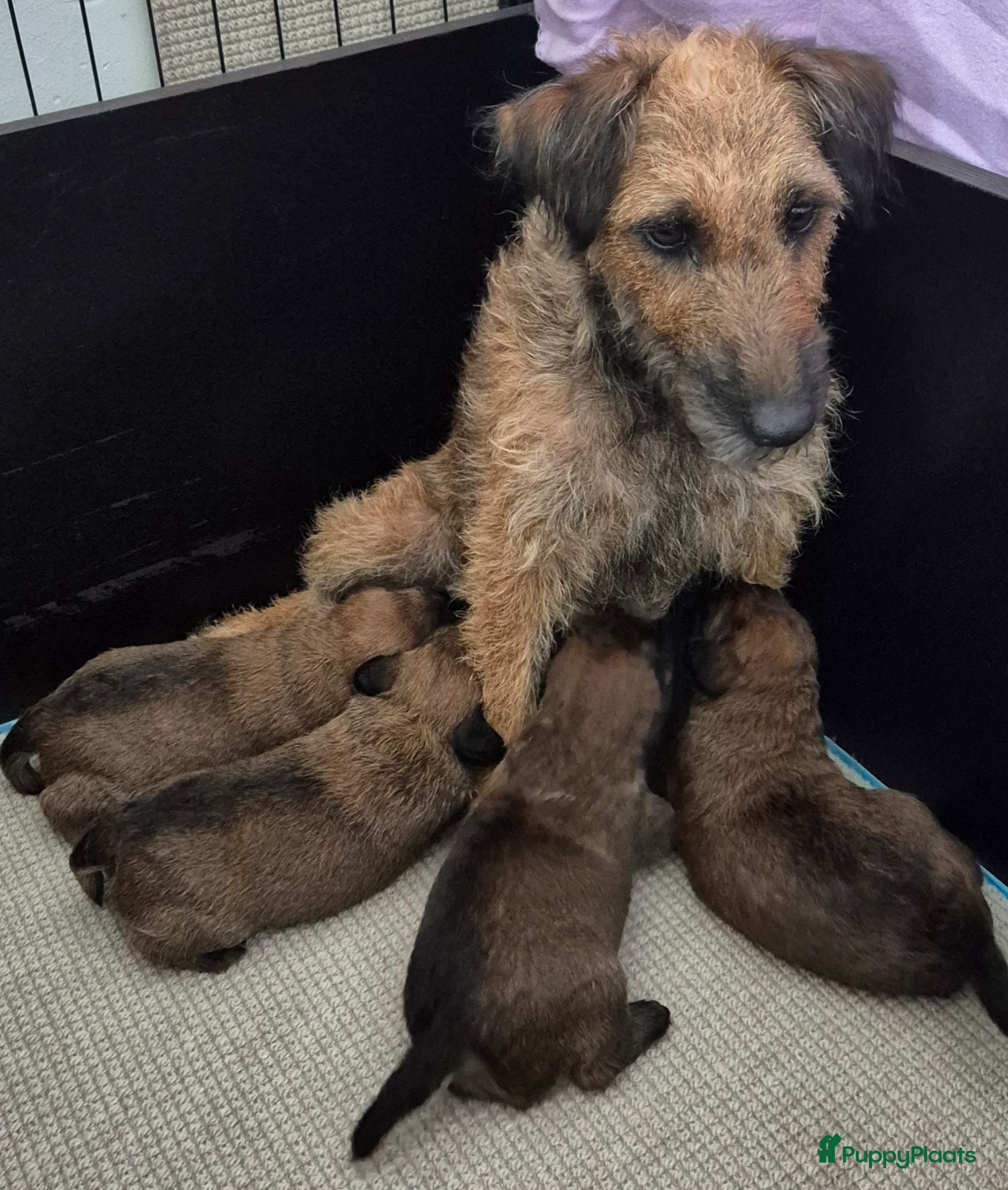 Border Terriër honden WESTFALEN TERRIER - Advertentie 1