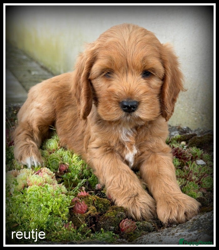 Cockapoo honden Cockapoo pups - Advertentie 2