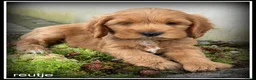 Cockapoo honden te koop: Cockapoo pups - Advertentie 2