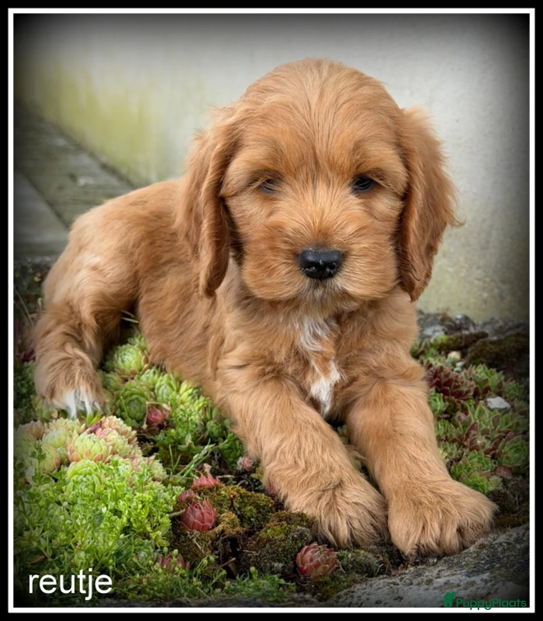 Cockapoo honden te koop: Cockapoo pups - Advertentie 2