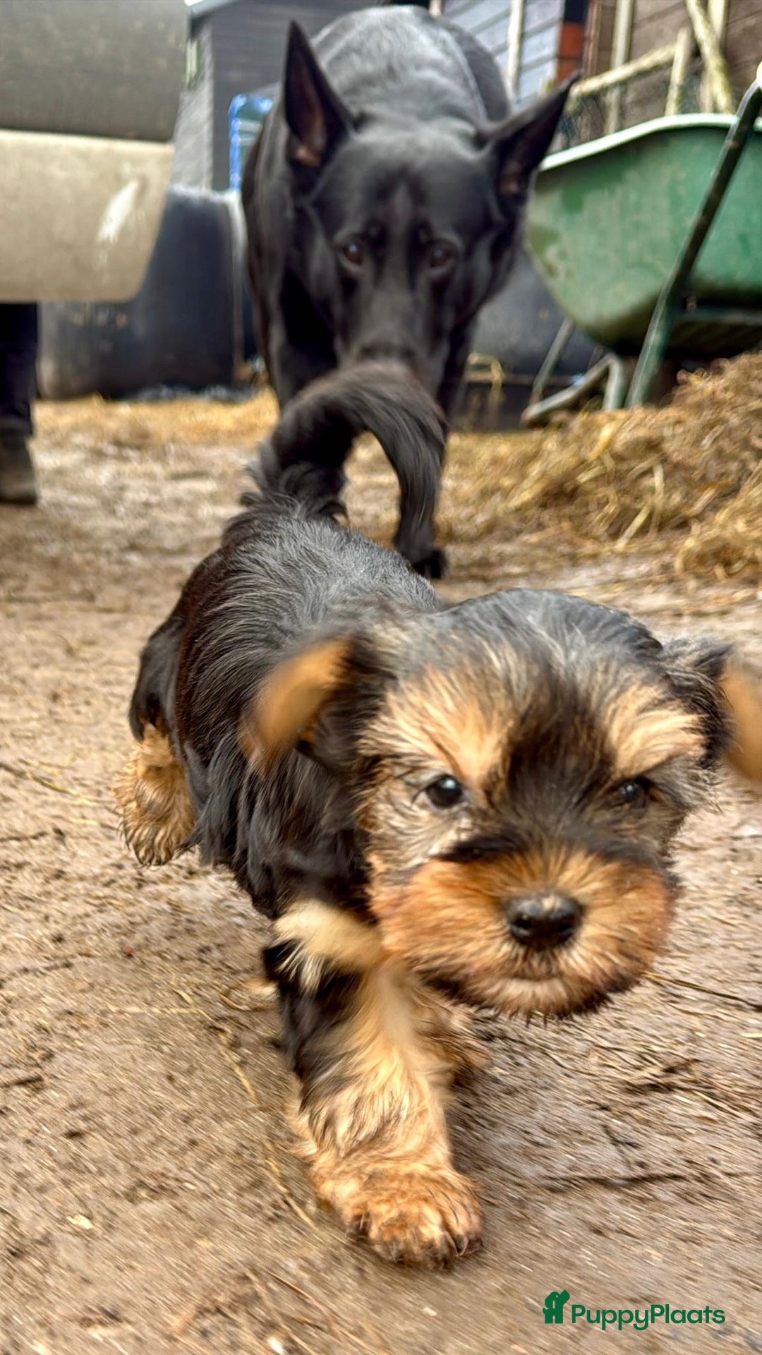 Yorkshire Terriër honden te koop: Yorkshire terriër puppies zoeken goudenmand. - Advertentie 3