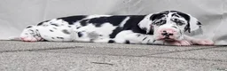 Duitse Dog honden te koop: Duitse Doggen pups in Koewacht - Advertentie 8
